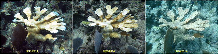 coral bleaching series