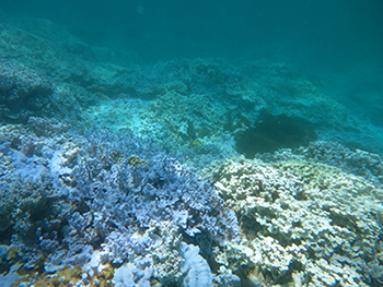 Coral Bleaching at CoconutPointBackreef Photo: NOAA