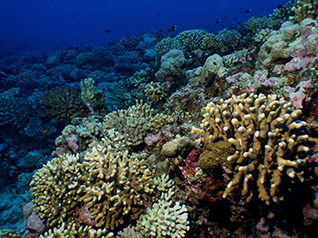 IV. Conservation Efforts for Coral Reefs