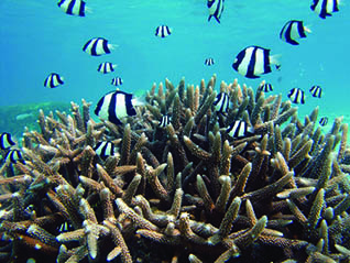 Damsel fish scene in a Guam reef