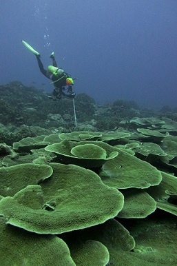 A scientist takes photos of the corals after counting all of the fish around her.
