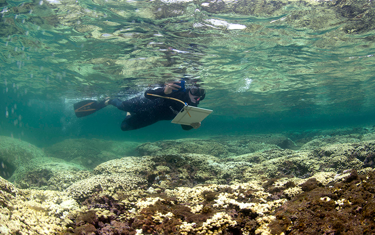 From Coral Bleaching to Signs of Recovery in Hawaii