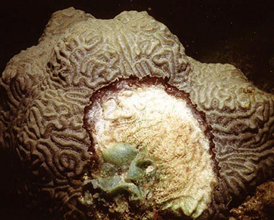 Coral disease
