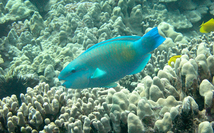 more fish mean more resilient corals