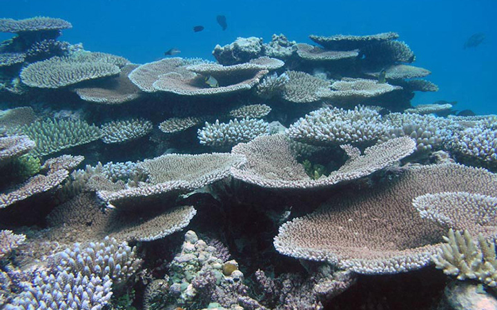 Growing a network of marine protected areas to boost reef resilience