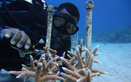 Coral nurseries support coastal recovery
