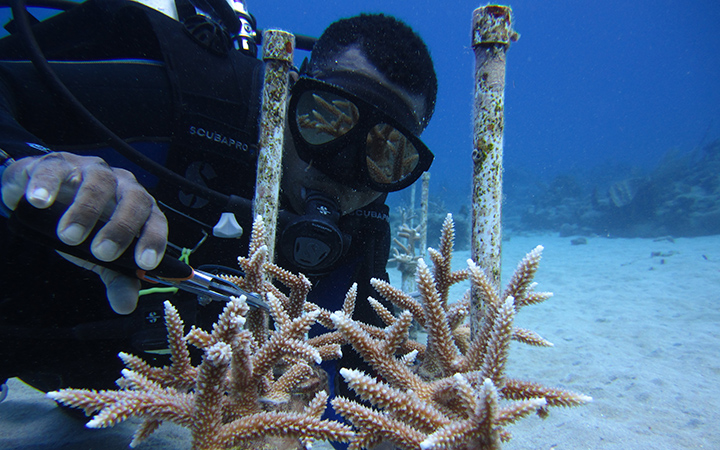 Florida Keys and U.S. Virgin Islands: Coral nurseries support coastal recovery