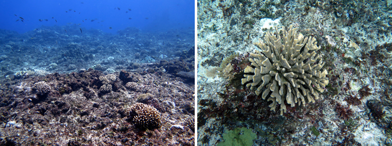 Coral reefs adjacent to Talakhaya watershed in Rota, CNMI.