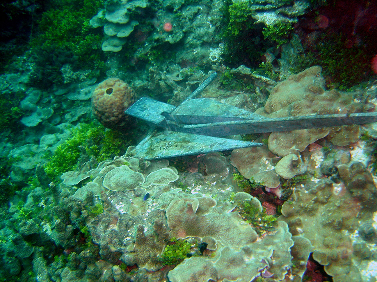 Anchor in a coral reef