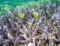 cover of the Implementation of the National Coral Reef Action Strategy: Report on NOAA Coral Reef Conservation Program Activities from 2007 to 2009.