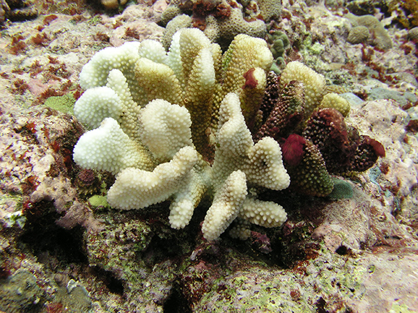 Image of a bleached coral in American Samoa