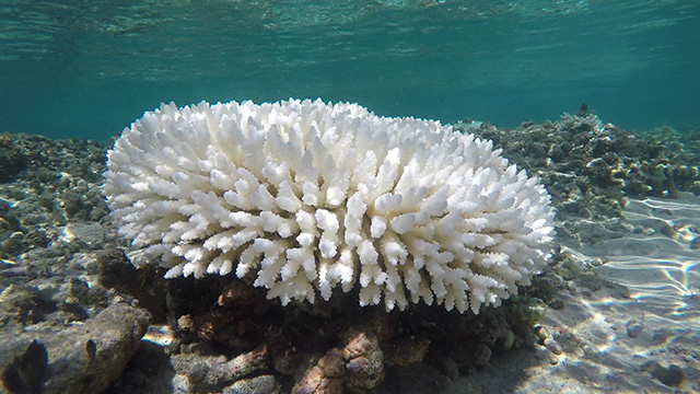 Corals Under Threat