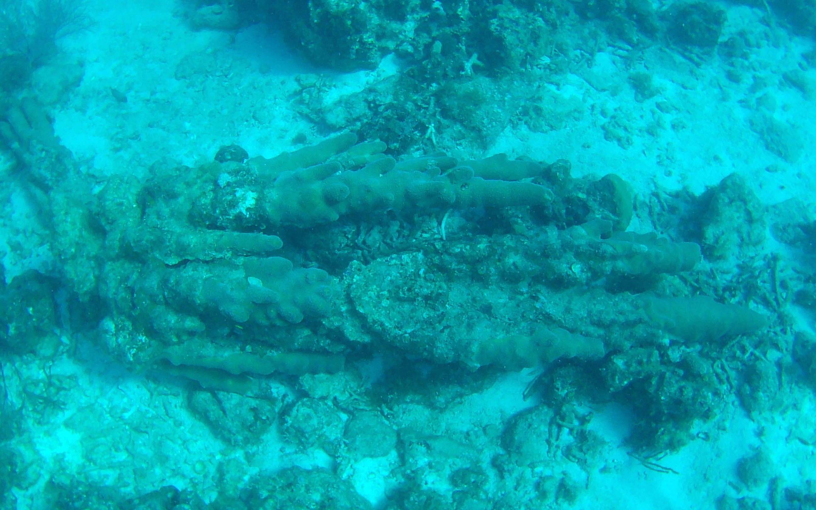 corals at Flat Cay, St. Thomas, U.S. Virgin Islands