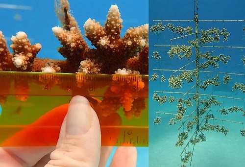 On left, a yellow ruler is held by a hand and is measuring branching reddish brown coral. On right, several tree-like structures with coral fragments hanging from strings attached to the structures.