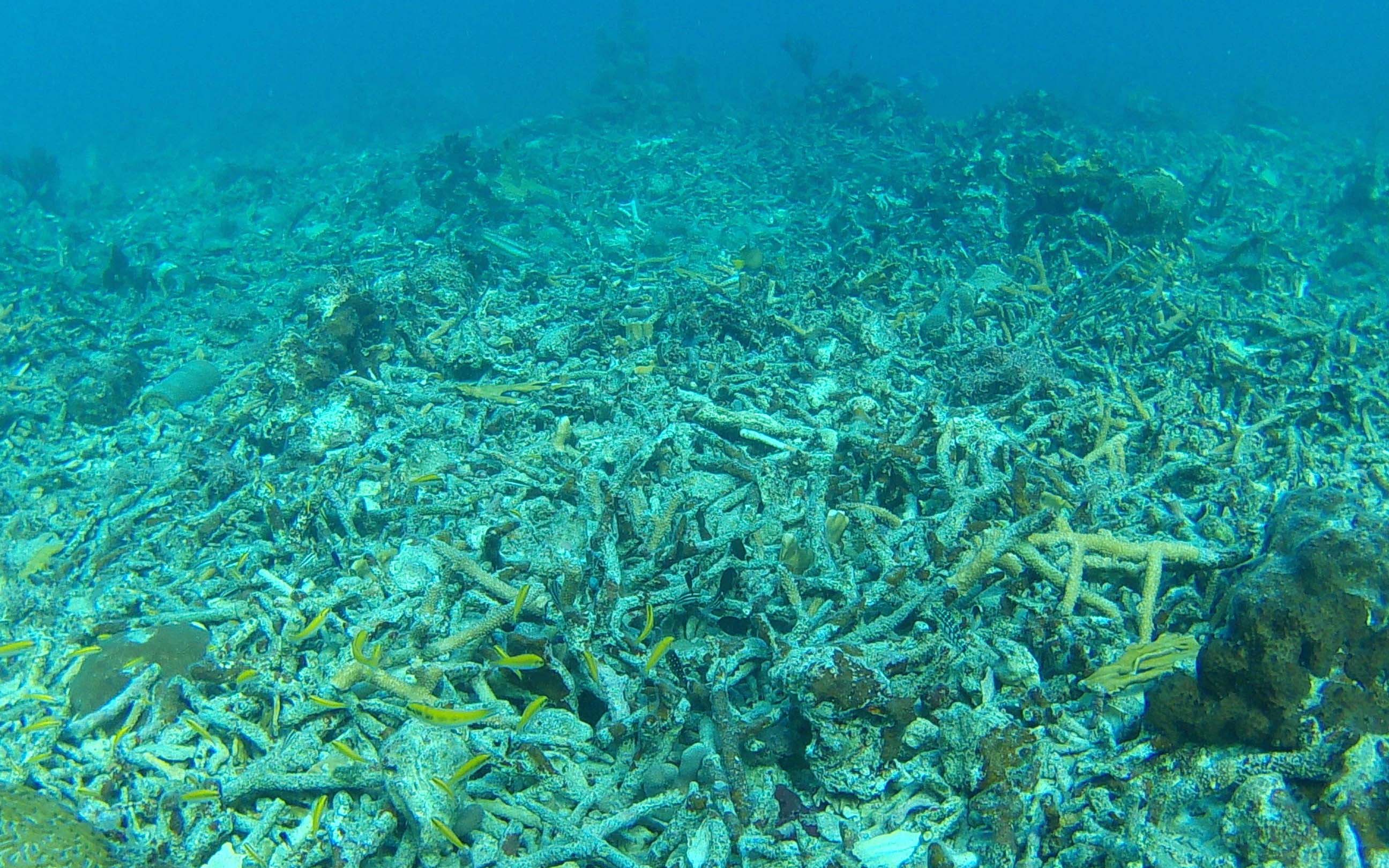 corals at Flat Cay, St. Thomas, U.S. Virgin Islands