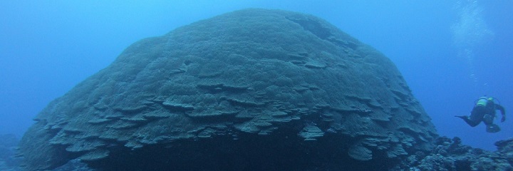 'Big Momma,' a giant coral head off the west side of Tau Island