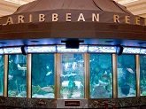 The Caribbean Reef exhibit at the Shedd Aquarium