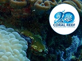 Corals in the Republic of Palau
