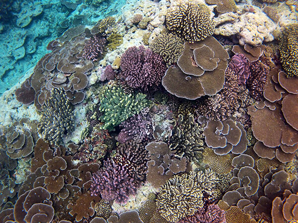 Corals in the National Marine Sanctuary of American Samoa