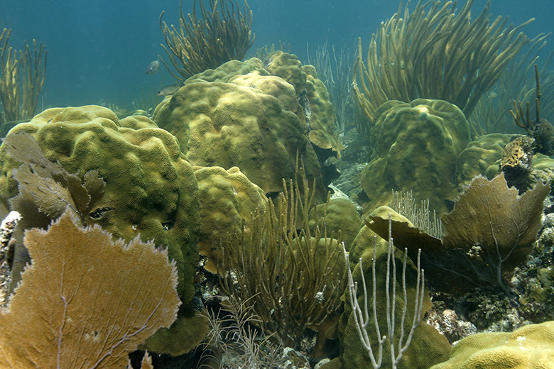 A mix of yellow and brown corals in different shapes and sizes.