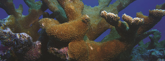 Elkhorn coral (Acropora palmata) is an important reef building coral, particularly in Florida and the Caribbean.