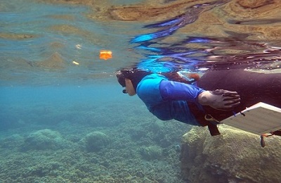 A National Coral Reef Management Fellow conducting coral nursery assessments
