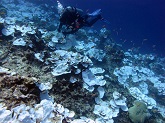 Bleached coral at Jarvis Island in the Pacific Remote Islands