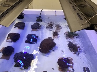 Rescued coral in their new home at the National Mississippi River Museum and Aquarium.