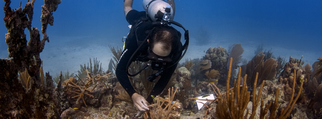 A diver assesses recently planted coral. Credit: Hector Ruiz/HJR Reefscaping.