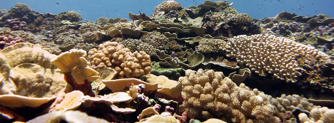 Corals at Swains Island in American Samoa