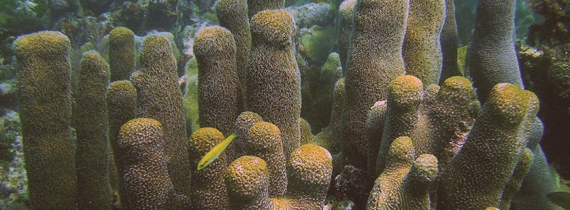 Image of Pillar coral