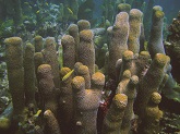 Image of Pillar coral