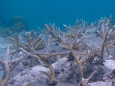 Outplanted staghorn coral in Culebra, Puerto Rico. (NOAA)