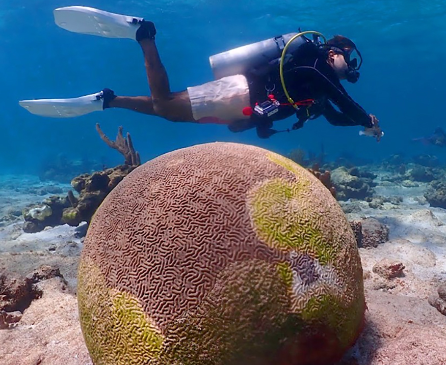 Diver swimming near a brain coral showing signs of disease.