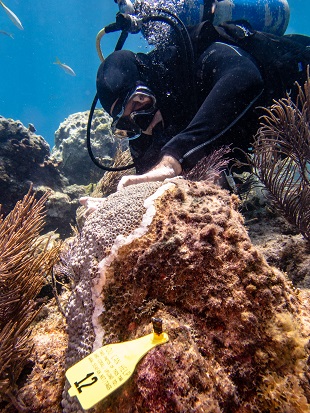 A diver applies an antibiotic paste to a diseased colony of great star coral on Molasses Reef in Florida Keys National Marine Sanctuary.