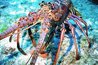 Spiny lobster is an important fishery species in Puerto Rico, particularly in the eastern and western areas of the island. (NOAA)