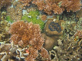 U.S. Coral Reef Task Force - Palau