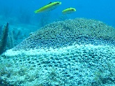 Coral colony showing signs of stony coral tissue loss disease