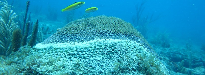 Coral colony showing signs of stony coral tissue loss disease