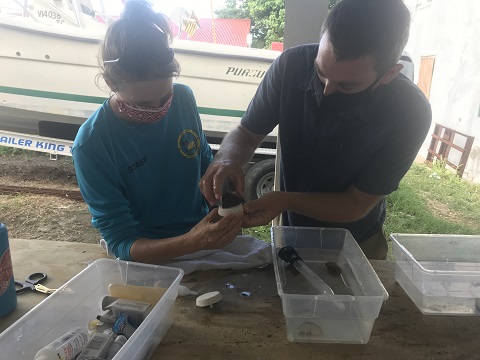 USVI Coral Reef Management Fellow Matt Davies works with Marine Park
Coordinator Caroline Pott at The Nature Conservancy's Coral Innovation Hub to prepare coral fragments destined for the St. Croix East End Marine Park coral nursery.