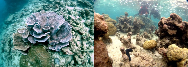 Corals and snorkelers in Yap, an island in the Federated States of Micronesia