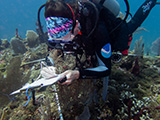 National Coral Reef Monitoring Program (NCRMP) diver, Bethany Williams, surveys and collects coral community data along a transect in St. John, USVI, 2023. NCRMP divers survey the fish and benthic communities of our nation's coral reef ecosystems. Credit: Caitlin Langwiser/NOAA