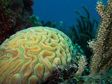 A brain coral on a coral reef in St. John, USVI, 2023. Credit: Caitlin Langwiser/NOAA