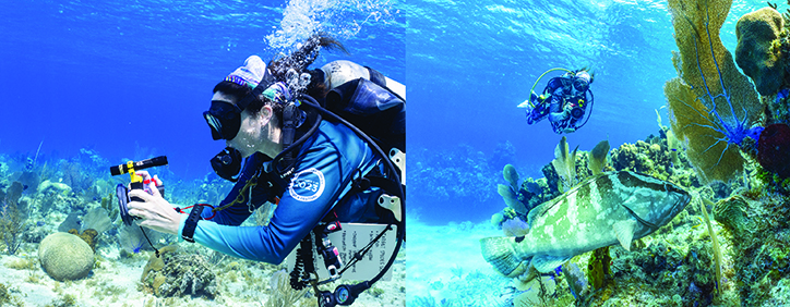 A scuba diver points a camera at a fish off camera (left). A large brown and white fish swims over a coral reef. A scuba diver with camera hovers in the background (right).