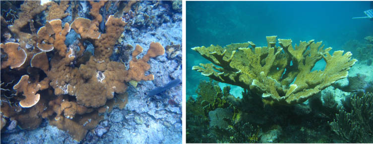 Can you spot the zombie? Despite being virtually identical, one elkhorn coral in this photo is a zombie, while the other is still reporductively viable. Credit: NOAA
