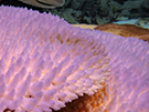 Picture of Bleached Corals