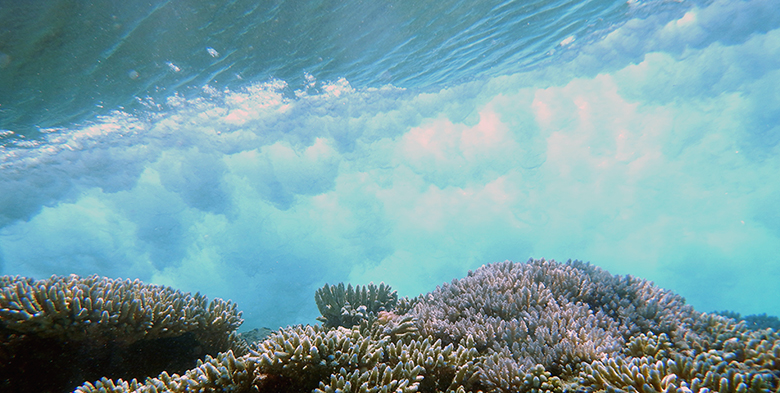 An underwater view of a breaking wave over a tan coral reef structure.