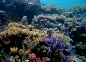 Reefs in the Indo-Pacific region, like this reef in Australia, have greater coral species diversity than their counterparts in the Atlantic/Caribbean.