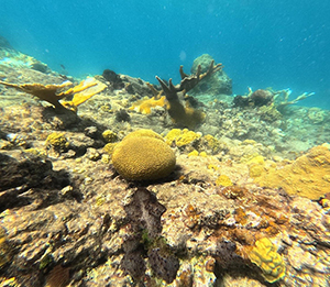 Several corals, including branching and brain coral, on a reef.