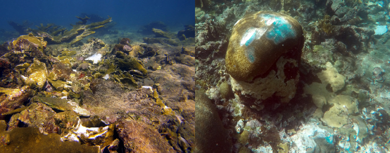 A photo on the left shows large chunks of brown coral lying on the seafloor and a photo on the right shows a brown coral head with white and turquoise damaged areas.
